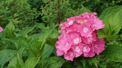 Pink flowering Hortensia (Hydrangea macrophylla) among the green leaves in the garden, the color of the flower is affected by the soil pH, an alkaline soil produces more pink flowers