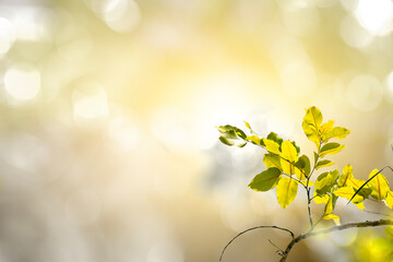 Green leaves, nature, blurred background with beautiful bokeh