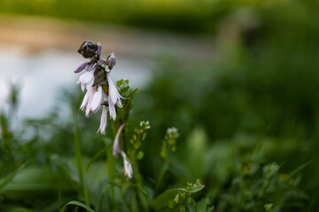 purple bell-shaped flowers blooming hosts