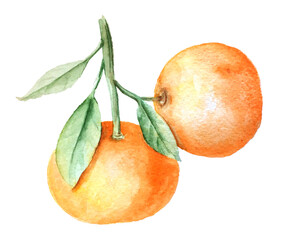 Vintage watercolor tangerines branch botanical illustration