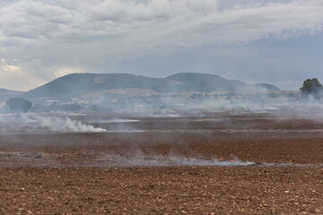 El trigo, proceso de  siembre, recogida y su elaboración