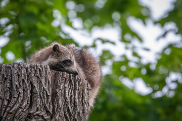 Müder Waschbär auf dem Schlafbaum am Morgen