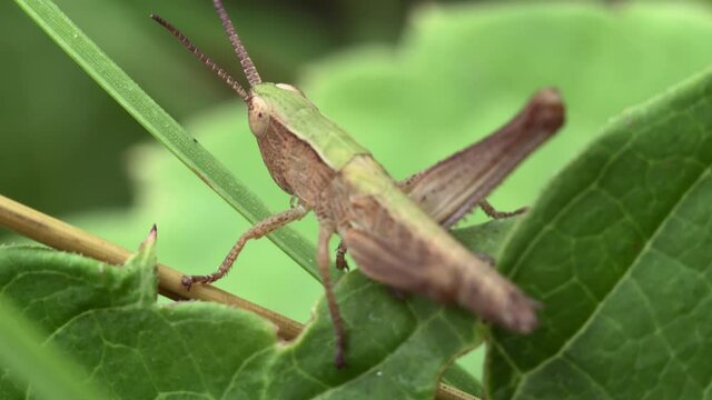 Macro shot of Common green grasshopper (Omocestus viridulus) on a leaf of a plant.