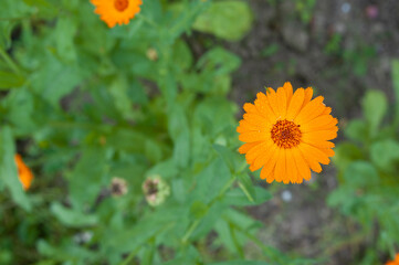 bright orange blooming calendula flower in the garden, useful flowers for health and beauty