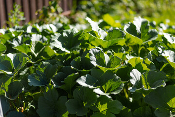 bottle gourd plant. gourd leaves.Landscape close up photo of gourd leaves