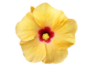 Yellow and red Hibiscus flower isolated.