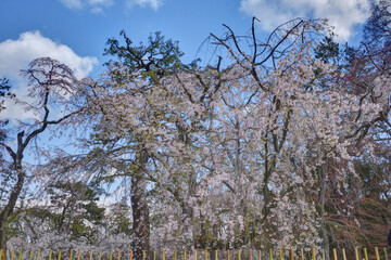 京都御苑の桜