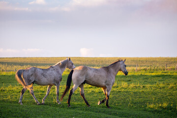 Obraz na płótnie Canvas Horizontal portrait of flea-bitten gray and bay roan horses seen in profile walking around their enclosure during a golden hour summer evening, Quebec City rural area, Quebec, Canada