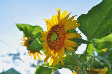 Field of blooming sunflowers. Nature background