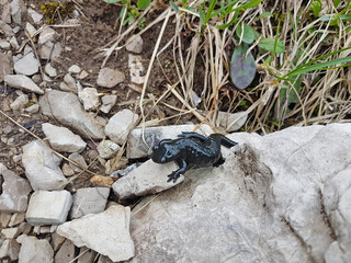 Ein Alpensalamander in den Alpen