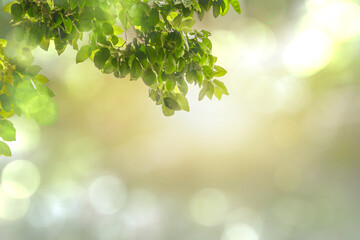 Green leaves, nature, blurry background with beautiful bokeh