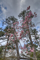 京都御苑の紫木蓮