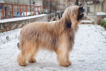 A briard dog stands in profile on a snowy city street on a winter day.