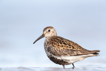 Dunlin in summer plumage during migration