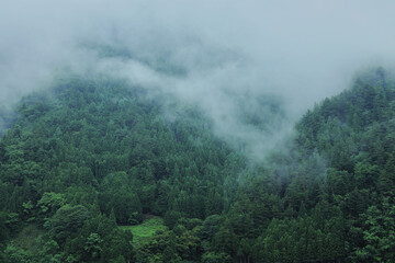 雨の山林