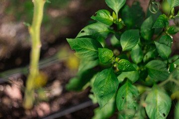red and green peppers growing in the garden