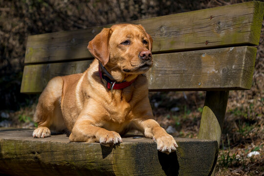 Fox Red Labrador Images Browse 399 Stock Photos Vectors And Video Adobe Stock