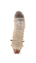 white larva of cockchafer cut out