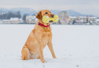 Playful happy fox red labrador retriever posing in snow on a cold winter day with yellow toy in her...