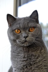 portrait of a british, scottish cat, grey cat,orange eyes, a pet.