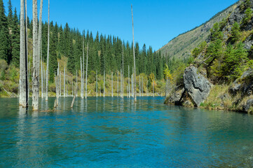 Dried trunks of Picea schrenkiana pointing out of  water in Kaindy lake also known as Birch Tree...