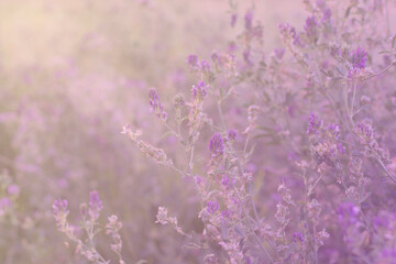 Obraz premium grass and flowers in the sun, pink background 