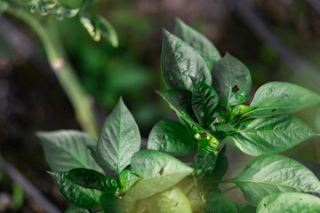 red and green peppers growing in the garden