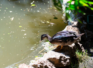 brown duck by the edge of some pretty dirty water looking for food. 
