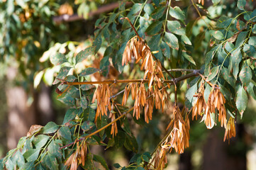 Ash trees known as Sogdian ash (Fraxinus Excelsior), Charyn National Park, Tien Shan Mountains, Kazakhstan