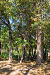 Ash trees known as Sogdian ash (Fraxinus Excelsior), Charyn National Park, Tien Shan Mountains, Kazakhstan
