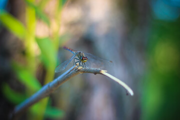 dragonfly basking on a broken branch