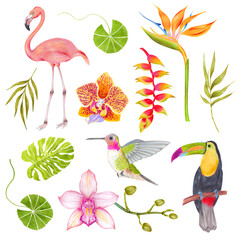 Watercolor  tropical set of orchid flower, bamboo leaves, banana flower, strelitzia flower, lotus leaves, colibri bird, toucan, flamingo.