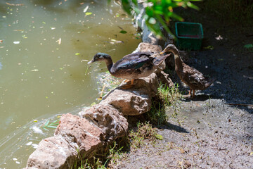 brown duck by the edge of some pretty dirty water looking for food. 