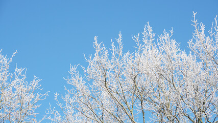 White frozen branches of an oak tree against a bright blue sky on a cold morning in winter 