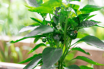 red and green peppers growing in the garden