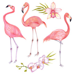 Watercolor  illustration of pink flamingo bird set with pink orchid flowers and bamboo leaves.