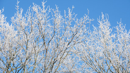 White frozen branches of an oak tree against a bright blue sky on a cold morning in winter 