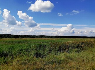 Fototapeta na wymiar summer meadow and blue sky