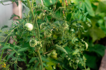 Green tomatoes in greenhouse.