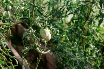 Green tomatoes in greenhouse.