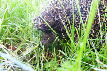 hedgehog in green grass on a sunny day