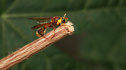 Black back mud-wasp is a common hornet in Southeast Asia. These hornets are poisonous in the bottom to be used to attack prey or invasive enemies.