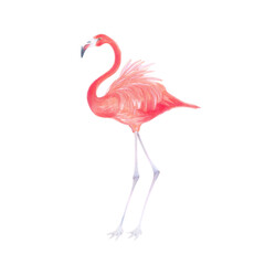 Watercolor realistic illustration of  flamingo bird . 