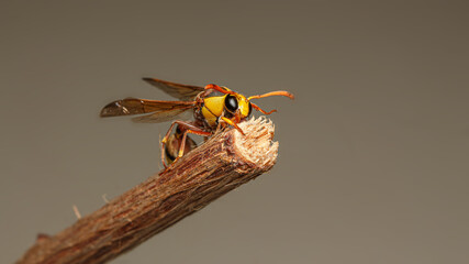 Black back mud-wasp is a common hornet in Southeast Asia. These hornets are poisonous in the bottom to be used to attack prey or invasive enemies.