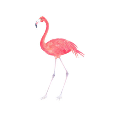 Watercolor realistic illustration of flamingo bird . © Kamila