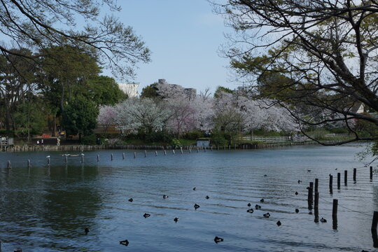 106 Best 洗足池公園 Images Stock Photos Vectors Adobe Stock