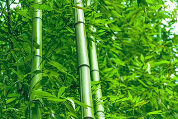 Fototapeta na wymiar Trunks of green bamboo in dense leaves.