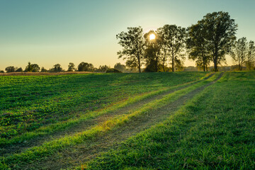 Obraz na płótnie Canvas Dirt road through green fields, sun setting behind trees