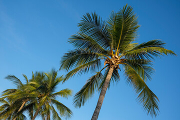 Fototapeta na wymiar Tropical palm trees against clear blue sky