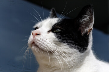 Enjoying the sun in her gentle catface